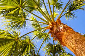 how to make a palm tree smooth hunker