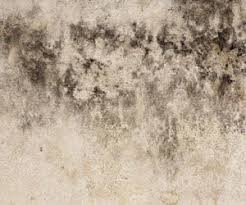 how to remove black mold mildew from