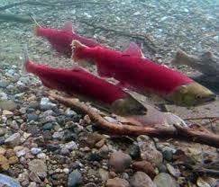 sockeye salmon nutrition facts and