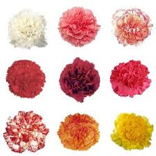 Choose Your Colors Carnation Flowers