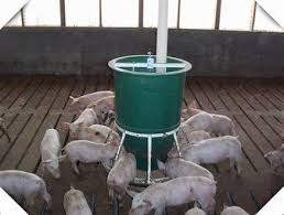 pig feeder trough pig feeding