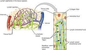 21 1 Anatomy Of The Lymphatic And Immune Systems Anatomy