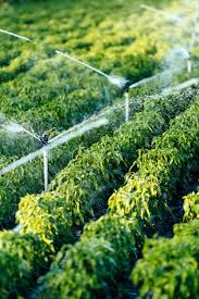 Irrigation For Your Vegetable Garden