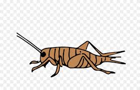 Check out inspiring examples of cricket_insect artwork on deviantart, and get inspired by our community of talented artists. Download Cartoon Clipart Cricket Insect Clip Art Line Graphics African Animals Clipart Stunning Free Transparent Png Clipart Images Free Download