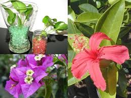 Home » guides » plant lists. Top 10 Common Indian Garden Plants Boldsky Com