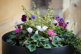 how to protect potted plants in winter