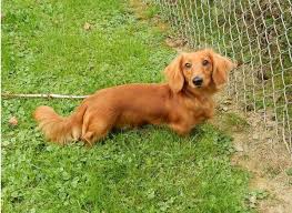 long haired miniature dachshund breeder