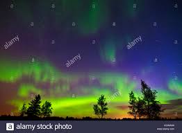 Northern Lights And Trees Aurora Borealis Birds Hill