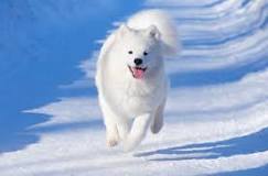 can-samoyeds-be-aggressive