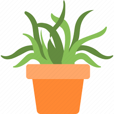 Aloe Vera Garden Plant Pot