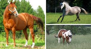 20 Most Popular Horse Breeds In The World