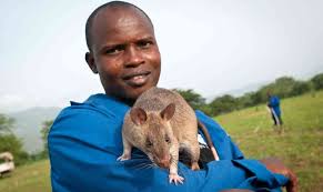 Image result for Gambian pouched rat