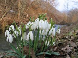 Scheda IPFI, Acta Plantarum Galanthus_nivalis