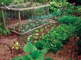 Vegetable Gardening A Beginner S Guide