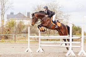 馬術スポーツ競争のハードルを飛び越えて馬の若い女性ライダーの写真素材・画像素材 Image 66394531