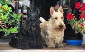 Scottish Terrier Breed Information Guide Quirks Pictures
