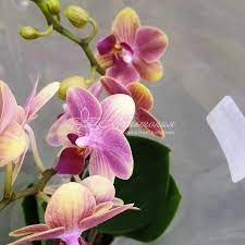 Орхидея мультифлора Литтл Колибри | купить в Москве