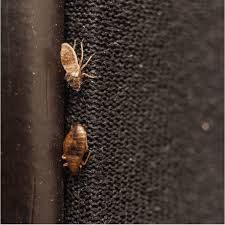 7 Signs You Have A Bed Bug Infestation