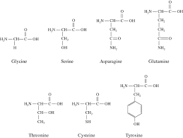Polar And Uncharged Amino Acids Of Biochemistry Dummies