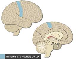 primary somatosensory cortex location