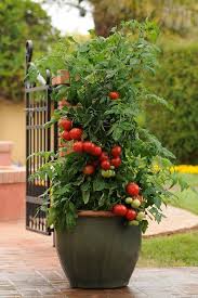 Growing Tomatoes In Containers