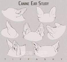 犬科动物绘制教程：狼与狗的画法_耳朵
