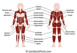 The superficial pectoral muscles attached to the bones of the upper limb. Human Body Muscles Names Diy Frame Muscular System Front Labels For Study Posters We Ll Also Learn Some Fun Facts