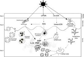 sunlight and herpes virus intechopen