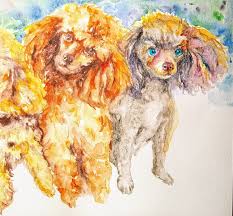 four toy poodle puppies by daniela