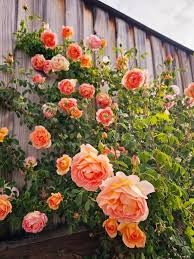 English Roses From David Austin Roses