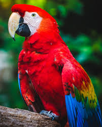 parrots s beak macaw color