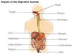 digestive system study guide flashcards