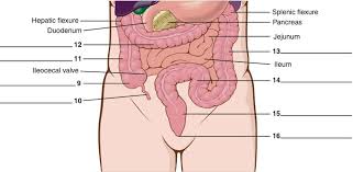 parts of large intestine diagram quizlet