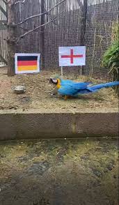 Italy vs england team performance. Euro 2020 Finals Psychic Parrot Predicts England Vs Italy Result Esquire Middle East