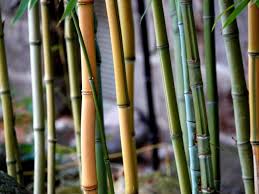 Phyllostachys aureosulcata McClure, Stake-and-forage bamboo ...