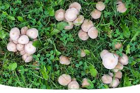 how to get rid of mushrooms in lawn uk