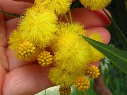 Acacia pycnantha Calflora