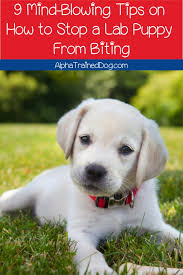 We have been labrador retriever breeders for many years now. 9 Mind Blowing Tips On How To Stop A Lab Puppy From Biting Alpha Trained Dog