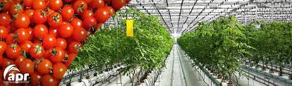 The first is easiest for beginners because watering and. Greenhouses For Vegetables Growing Design Apr