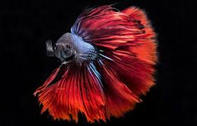 wallpaper colors red blue fish