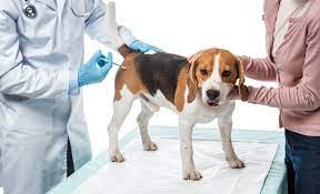 The cost would depend on where you live and where you get the vaccines. Low Cost Pet Vaccinations Saving Money On Your Dog S Shots