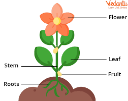 how do plants grow facts about plants
