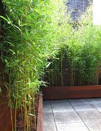 Did you know that bamboo is technically a grass? Bamboo Garden Ideas Backyards 3 Bamboo Garden Garden Privacy Backyard Fences