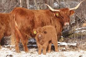 breed profile highland cows manna pro