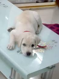 See more of labrador puppies on facebook. What Is The Cost Of A Labrador Retriever Puppy In India Quora
