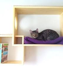 wall mounted cat shelves wall mounted