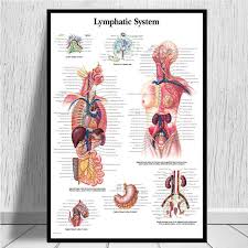 Anatomical Chart Human Body Anatomy Medical Chart Health Poster And Prints Painting Art Wall Pictures For Living Room Home Decor