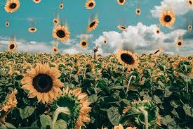 A collection of the top 65 sunflower desktop wallpapers and backgrounds available for download for free. Sunflower 1080p 2k 4k 5k Hd Wallpapers Free Download Wallpaper Flare