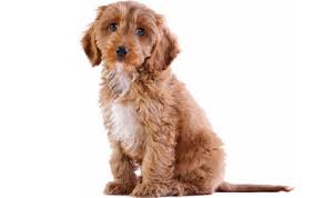 Cockapoo Dog Breed Information Pictures Characteristics