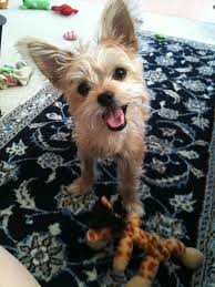 Pin by Heather Fay on Chorkie puppy | Yorkie chihuahua mix, Chihuahua  terrier mix, Yorkshire terrier puppies